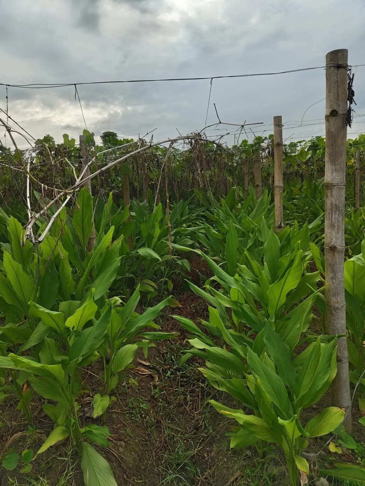 Turmeric growing under a bamboo trellis at Halo Natural Farm